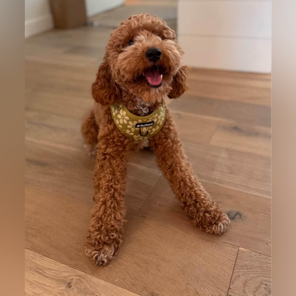 XS Dog Harness Set